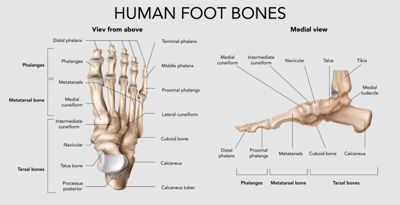 Detailed graph explaining the bones of the foot