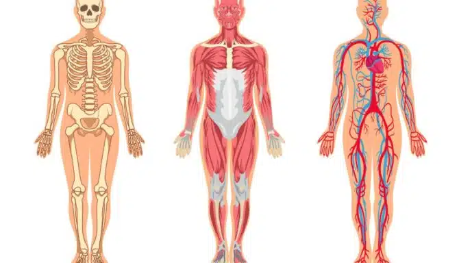 Muscles and bones in human body vector illustrations set