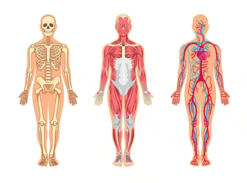 Muscles and bones in human body vector illustrations set