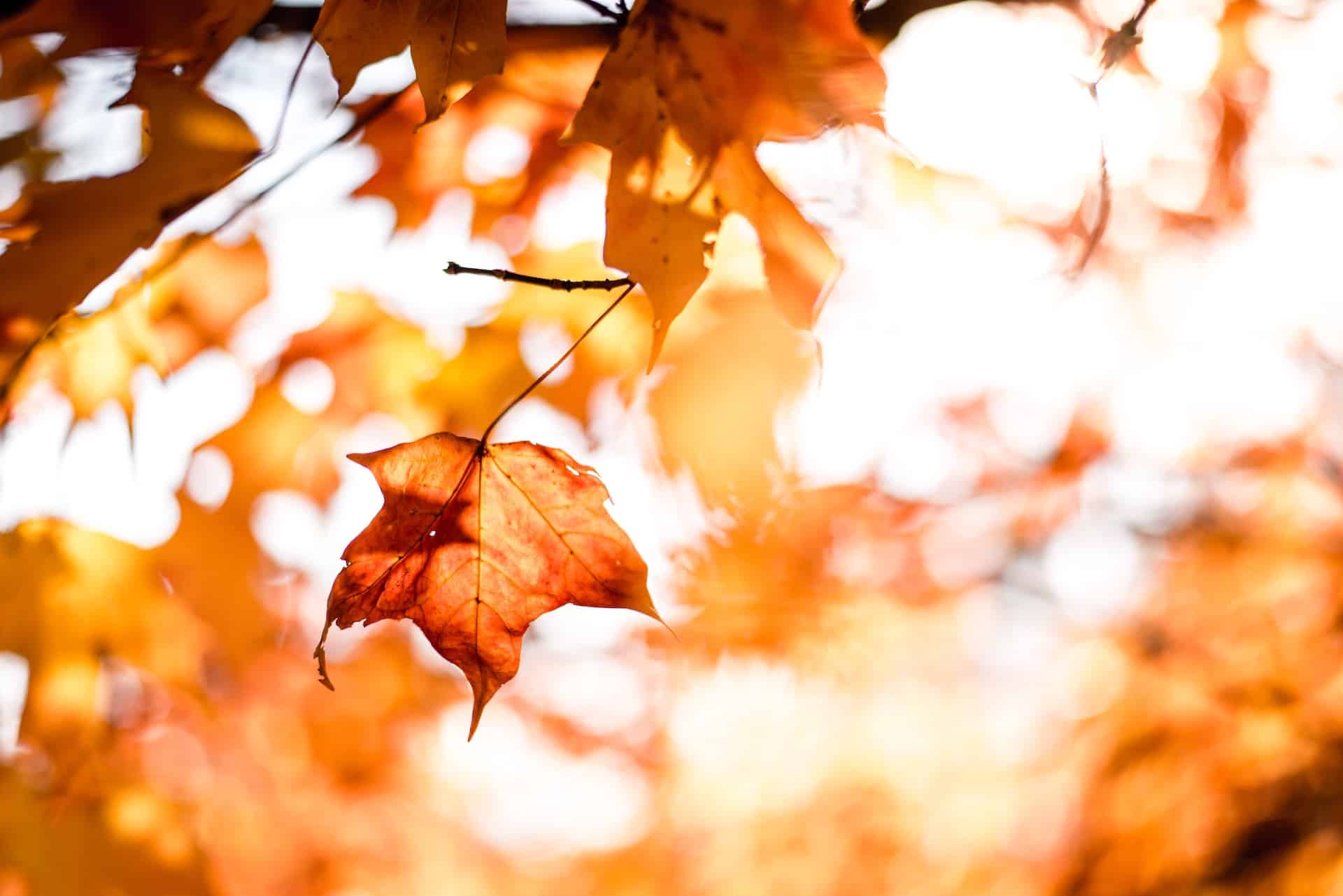 Battling Fall Dryness: Essential Foot Care in Colder Months