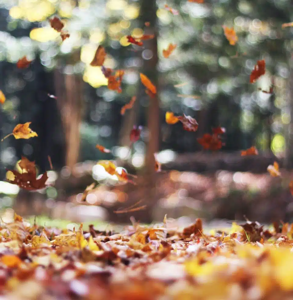 Battling Fall Dryness: Essential Foot Care in Colder Months