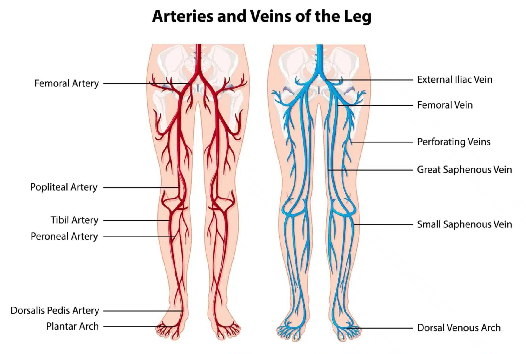 Arteries and veins of the leg