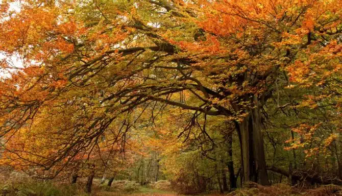 Red, green and orange fall trees scenery