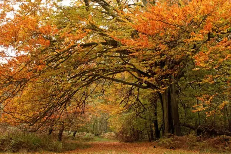 Red, green and orange fall trees scenery