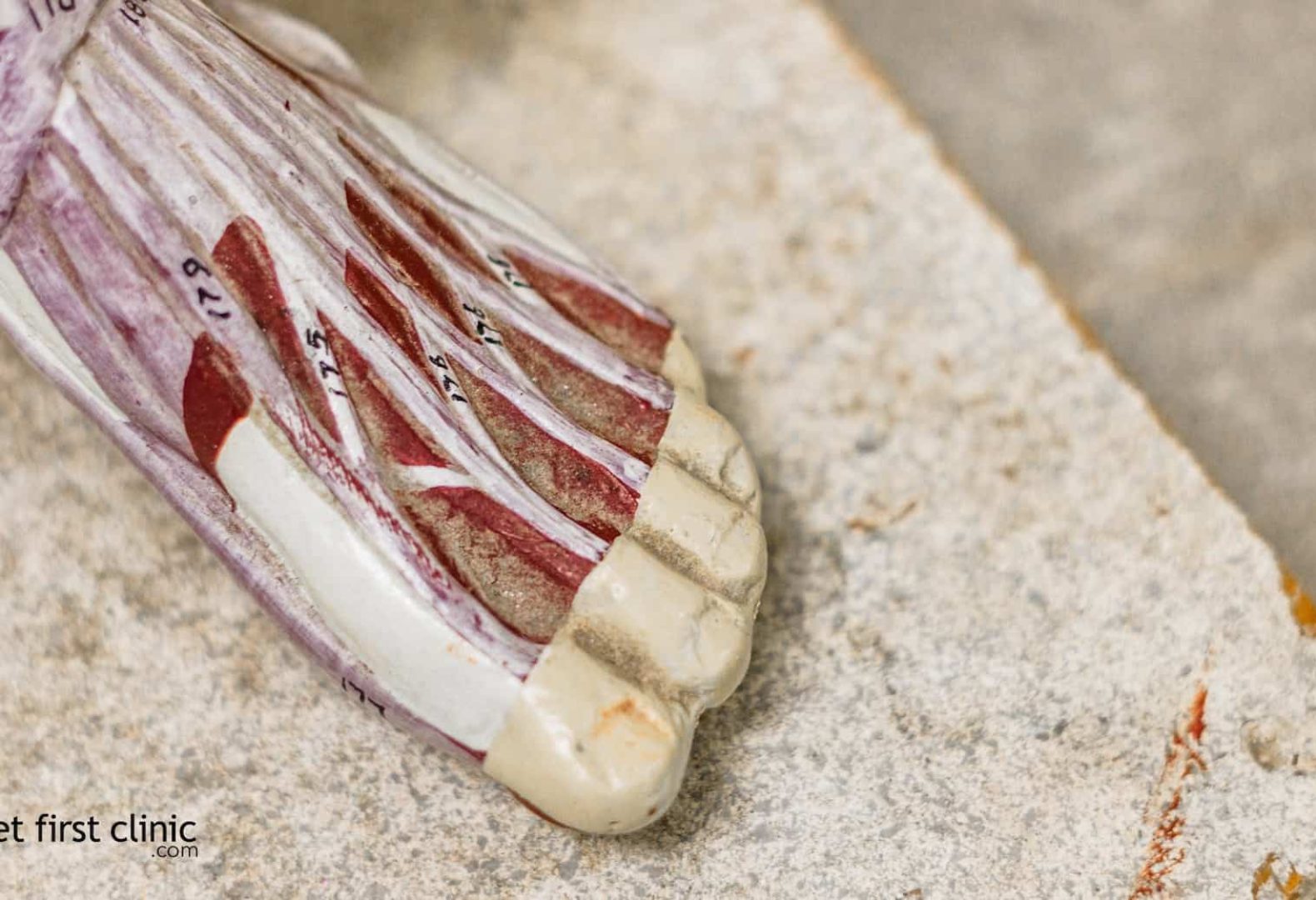 Bones-Of-The-Foot (1)