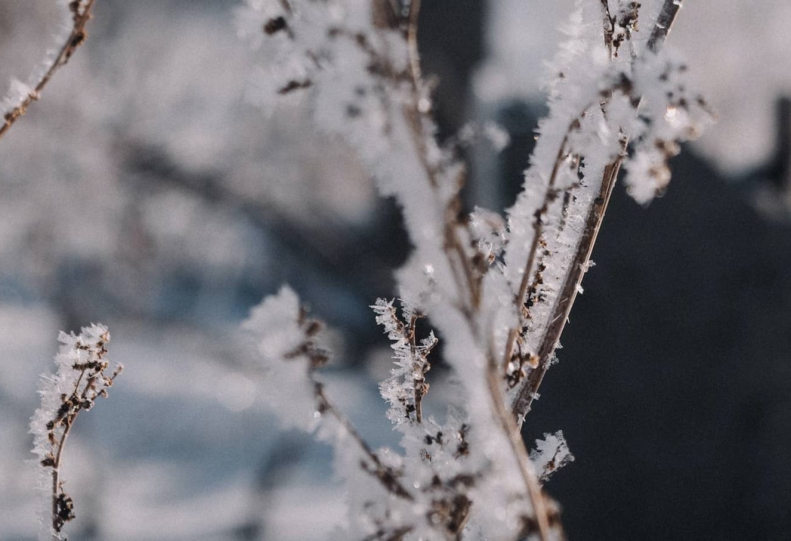Frost on Plants