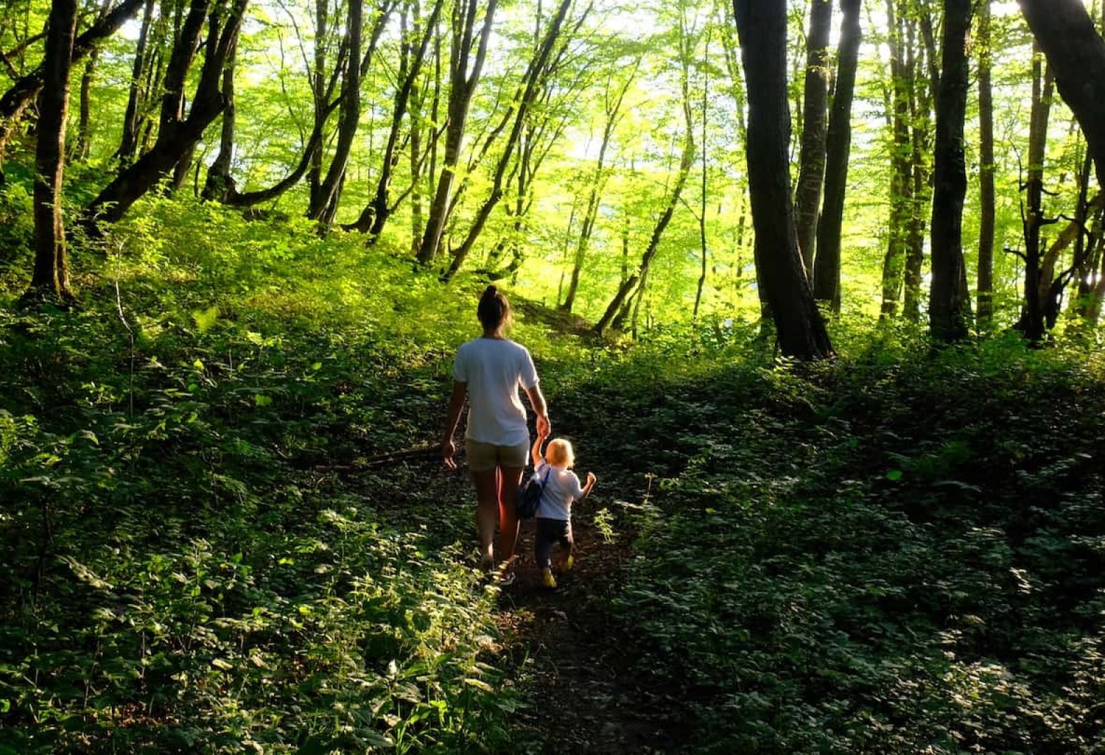 Wooded Areas Prone to Tick Population