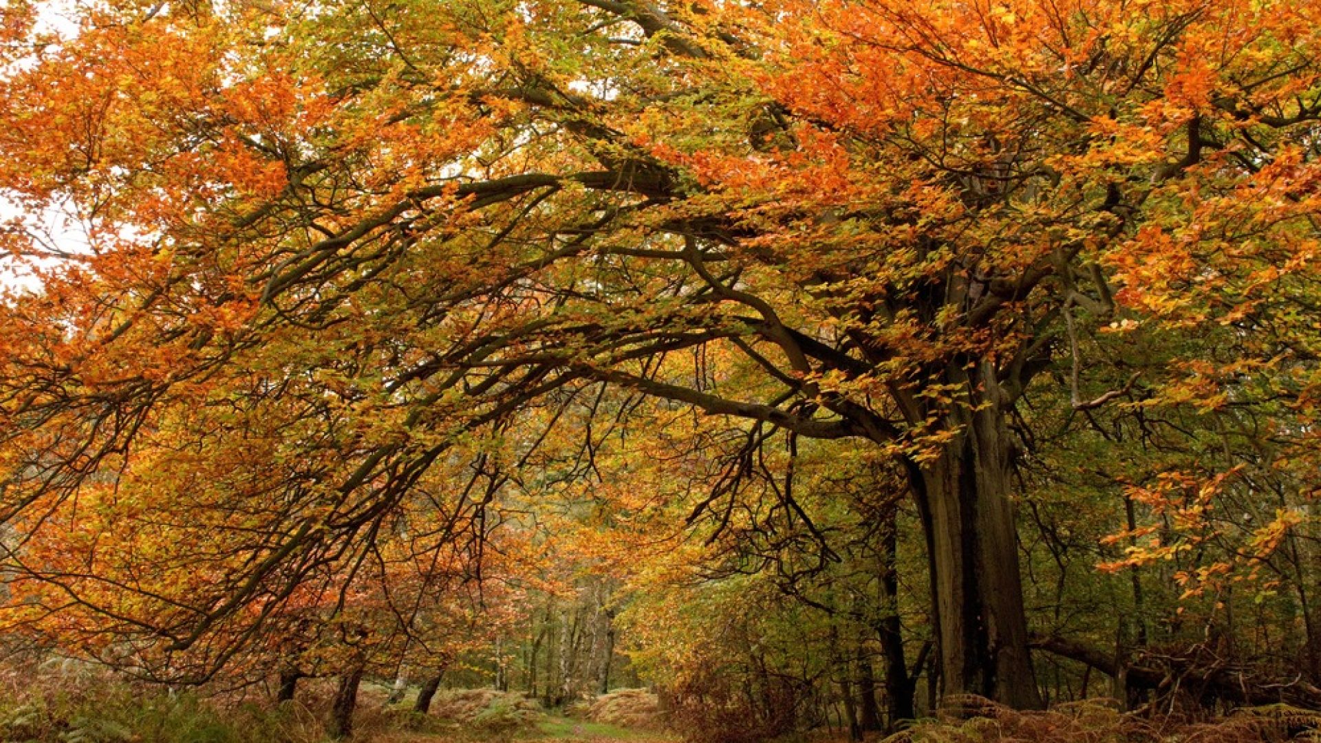 Red, green and orange fall trees scenery