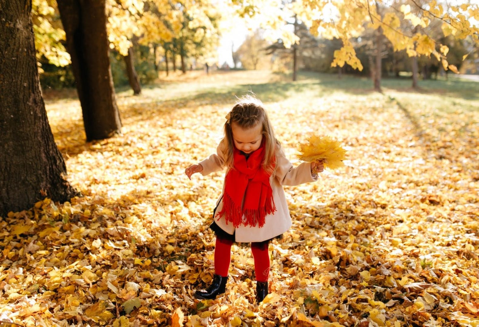 young girl with red scarf and pink coat grabbing fall leaves having fun in fall leaves