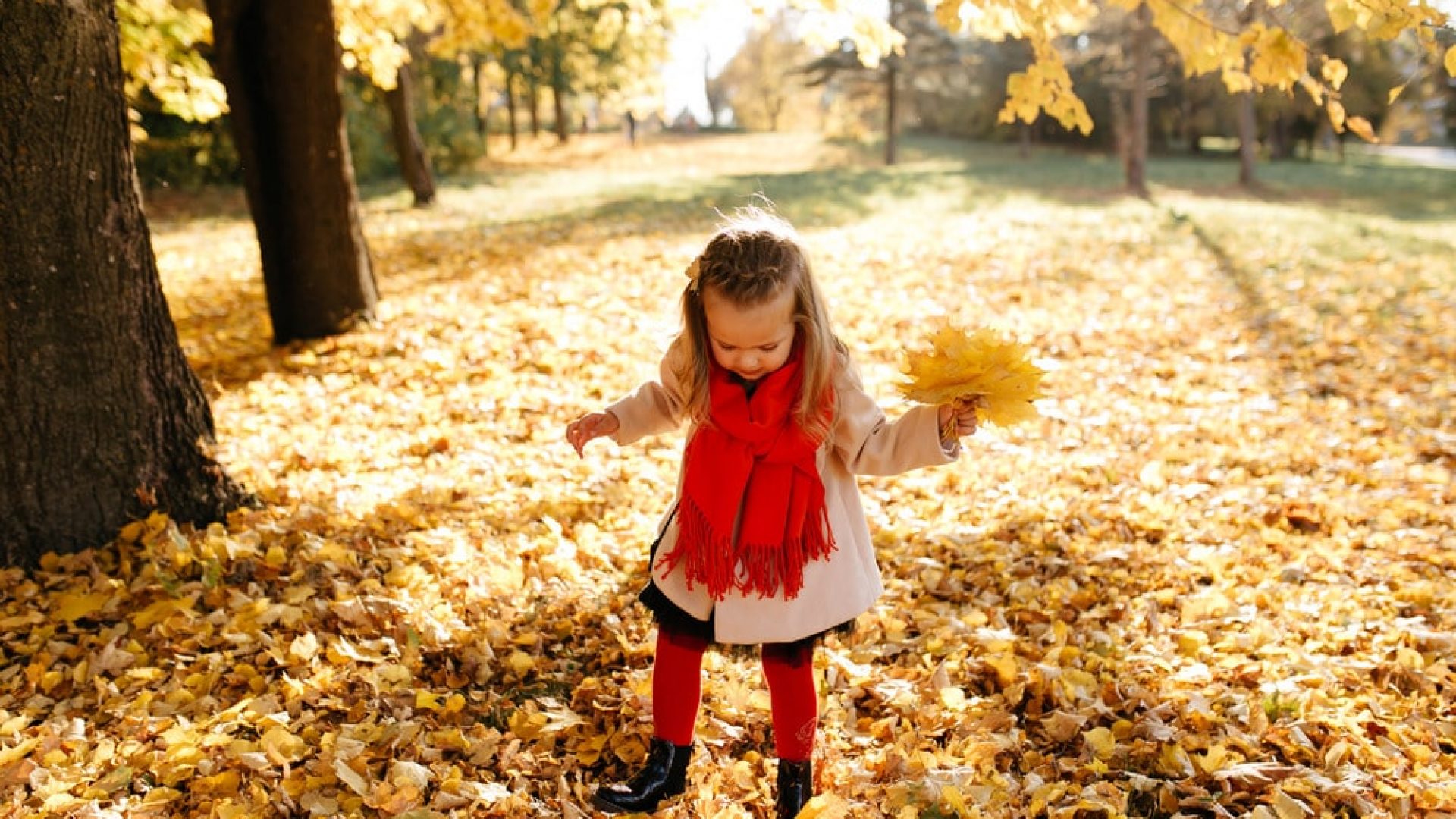 young girl with red scarf and pink coat grabbing fall leaves having fun in fall leaves