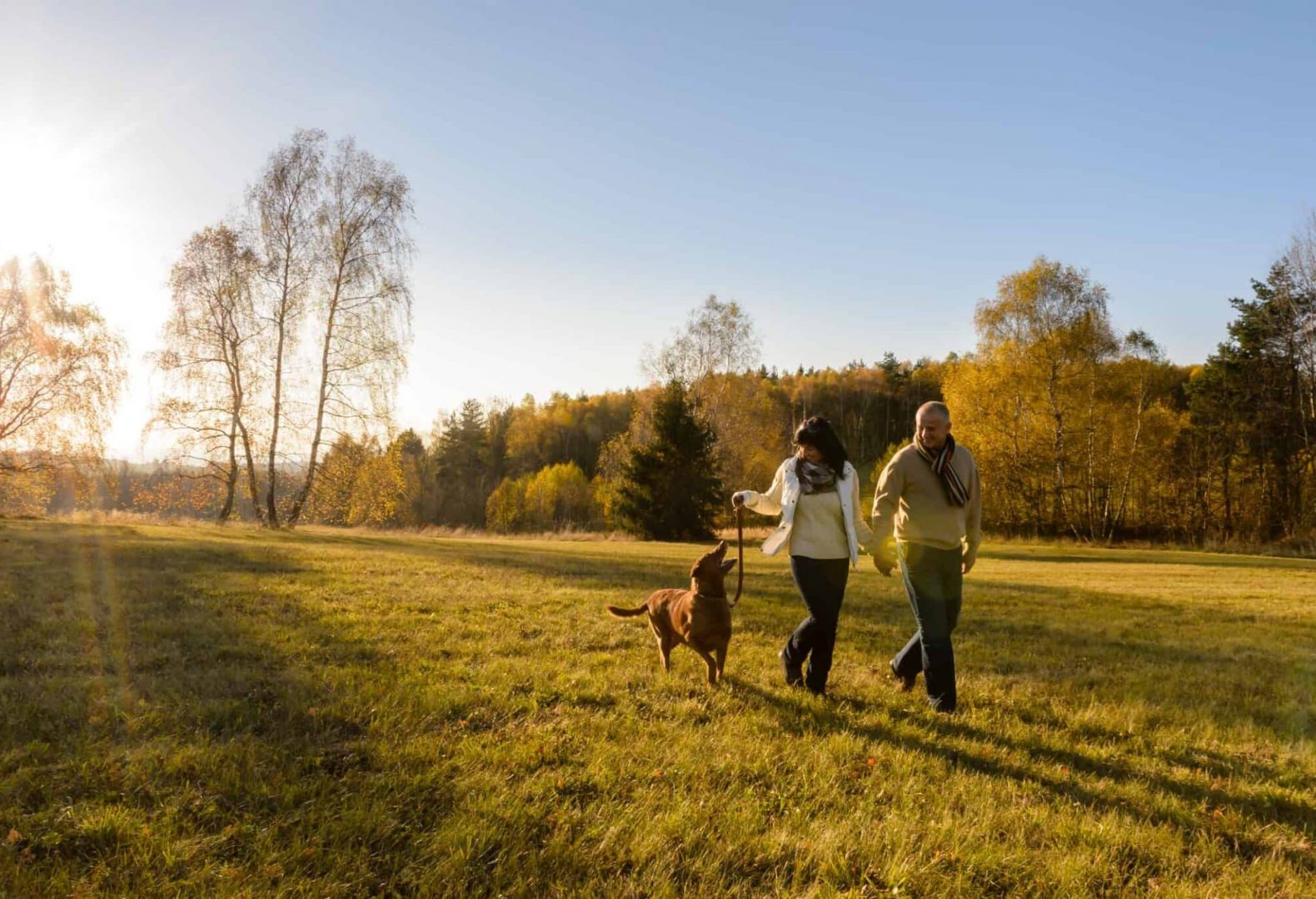 Mature couple holding hands walk retriever dog autumn sunset countryside meadow