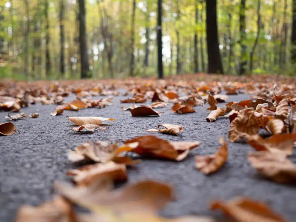 Close up of fallen leaves on the ground