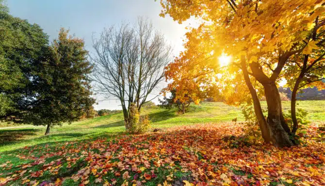 field with green grass and fall trees with orange leaves on the ground