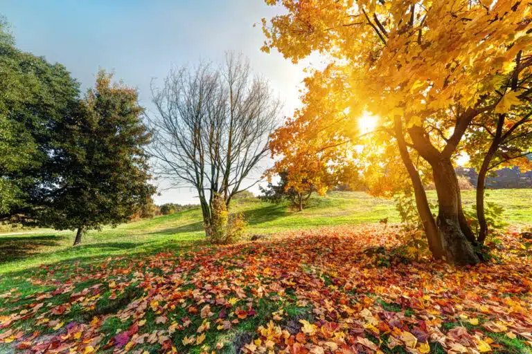 field with green grass and fall trees with orange leaves on the ground